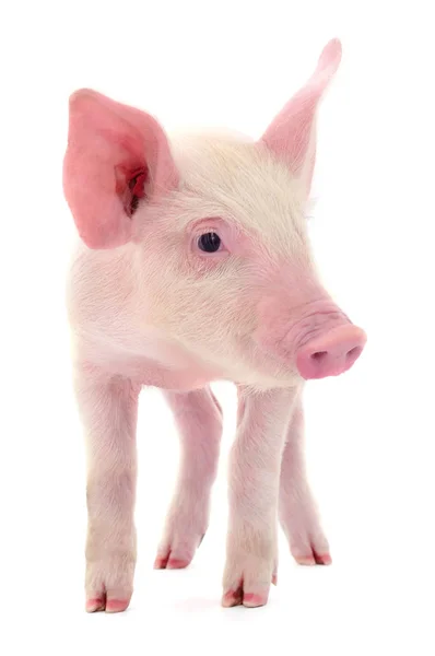 Pequeño Cerdo Rosa Aislado Sobre Fondo Blanco —  Fotos de Stock