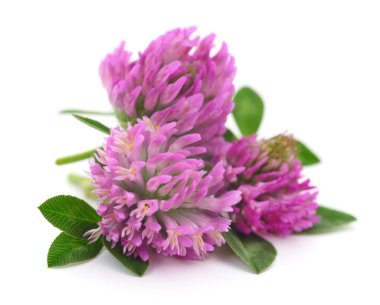 Beyaz arkaplanda pembe yonca çiçekleri.