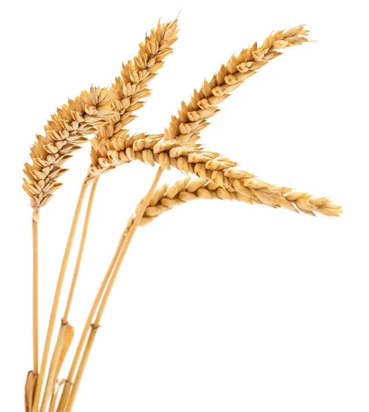 Уши Пшеницы Изолированы Белом Фоне — стоковое фото