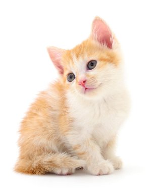 Beyaz arka planda izole edilmiş küçük kahverengi kedi yavrusu.