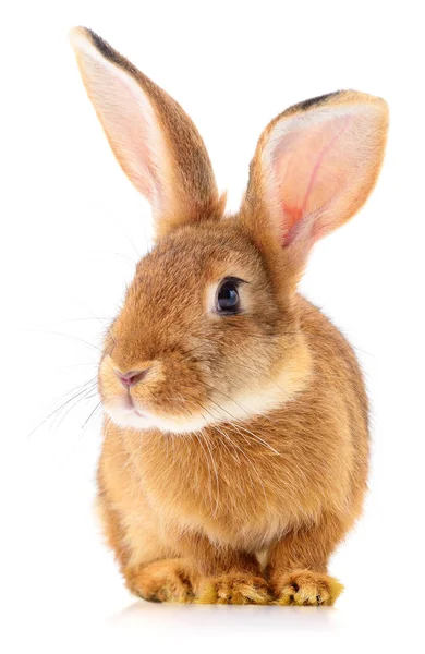 在白色背景上分离的小棕色兔子 — 图库照片