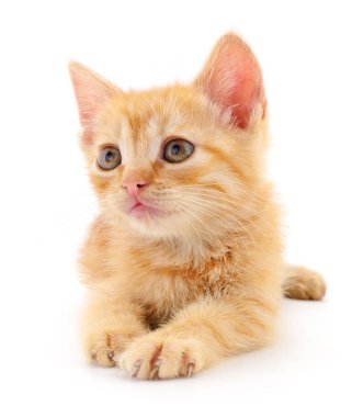 Beyaz arka planda izole edilmiş küçük kahverengi kedi yavrusu.