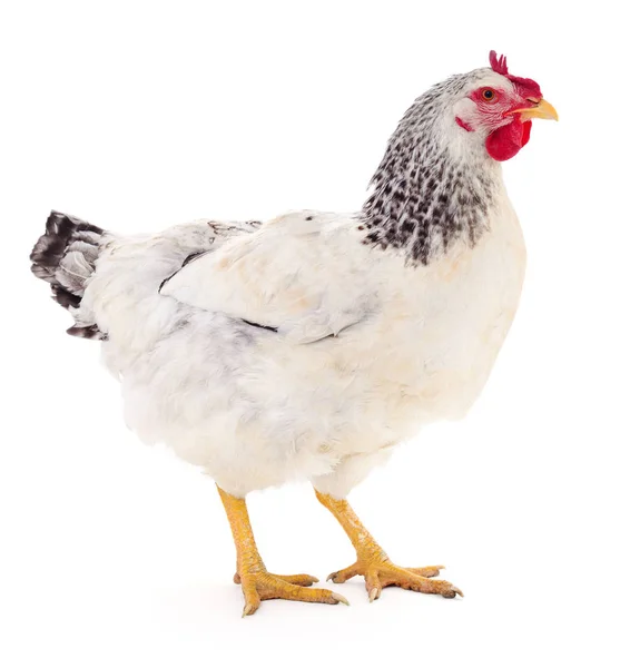 Young White Hen Isolated White Background — Stock Photo, Image