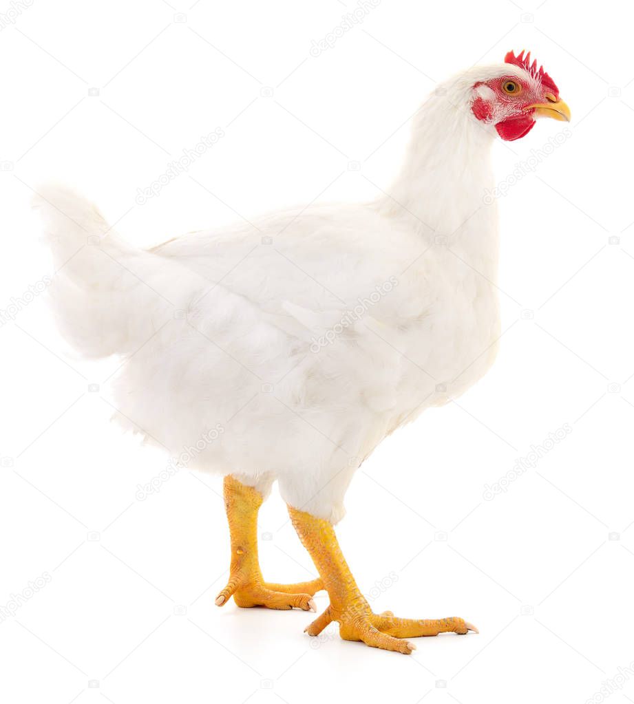 Young white hen isolated on white background.