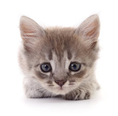 Beyaz arka planda izole edilmiş küçük gri kedi yavrusu.