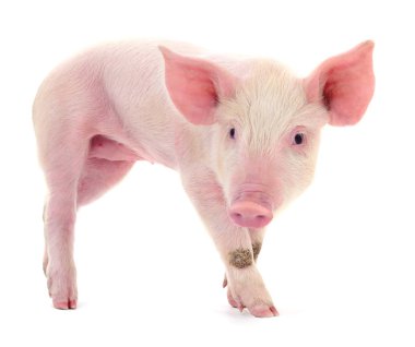 Beyaz arka plan üzerinde izole küçük pembe domuz