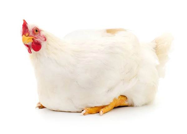 Young White Hen Isolated White Background — Stock Photo, Image