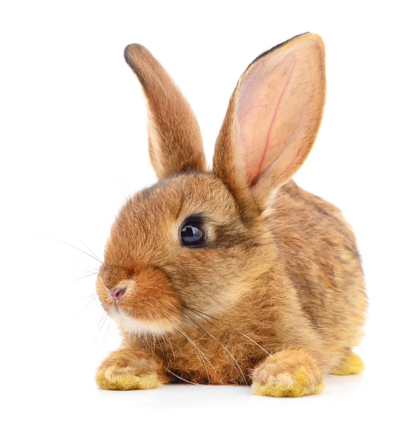 Pequeño Conejo Marrón Aislado Sobre Fondo Blanco — Foto de Stock