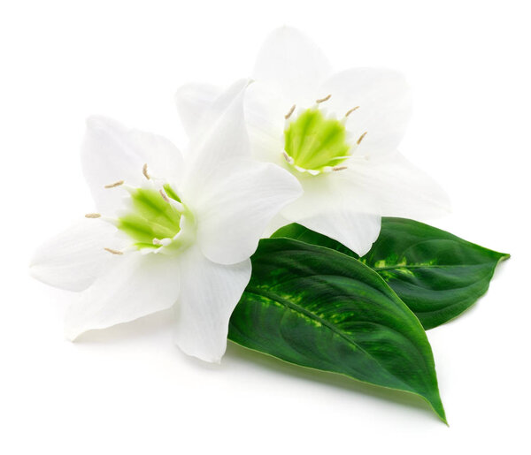 Два белых клубничных цветка на белом фоне
. 