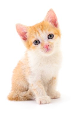 Beyaz arka planda izole edilmiş küçük kahverengi kedi yavrusu.