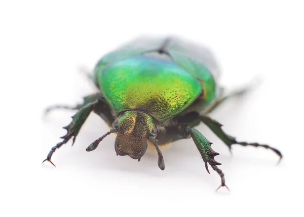 Escarabajo Verde Chafer Rosa Cetonia Aurata Aislado Sobre Fondo Blanco — Foto de Stock