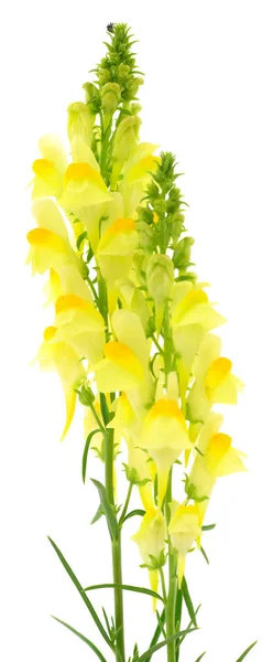 Δύο Κίτρινα Λουλούδια Λευκό Φόντο — Φωτογραφία Αρχείου