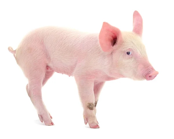 Pequeño Cerdo Rosa Aislado Sobre Fondo Blanco — Foto de Stock