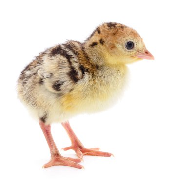 Beyaz arka planda izole edilmiş şirin yeni doğmuş tavuk hindisi..