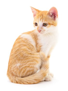 Beyaz arka planda izole edilmiş küçük kahverengi kedi yavrusu.