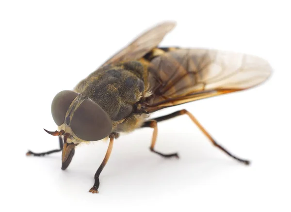 Gadfly Marrón Grande Aislado Sobre Fondo Blanco — Foto de Stock