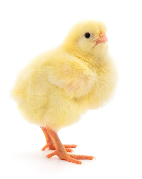 白い背景に隔離された小さな黄色の鶏 — ストック写真