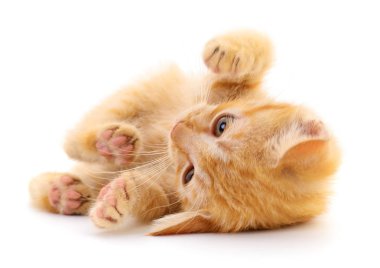 Beyaz arka planda izole edilmiş küçük kahverengi kedi yavrusu.