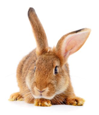 Beyaz arka planda küçük kahverengi tavşan..