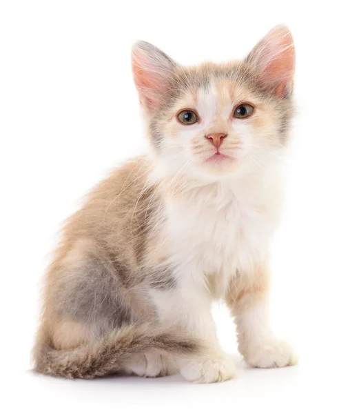 Small Brown Kitten Isolated White Background — Stock Photo, Image