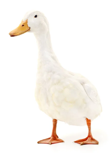Beyaz Arka Planda Beyaz Ördek — Stok fotoğraf