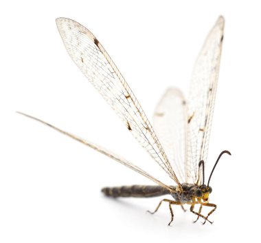 Yusufçuk böceği beyaz arka planda izole edilmiş, stüdyo çekimi.