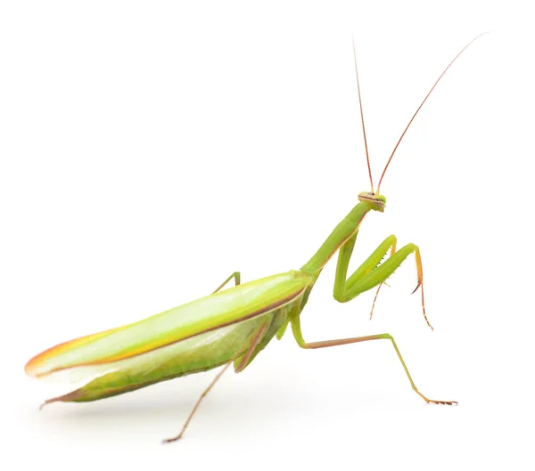 Ευρωπαϊκό Mantis Προσευχής Mantis Απομονώνονται Λευκό Φόντο — Φωτογραφία Αρχείου