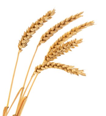 Beyaz arkaplanda yalıtılmış buğday kulakları.