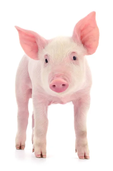 Beyaz arka plan üzerinde izole küçük pembe domuz