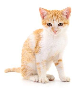 Beyaz arka planda izole edilmiş küçük kahverengi kedi yavrusu.