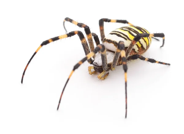 Gelbe Und Braune Spinne Isoliert Auf Weißem Hintergrund — Stockfoto