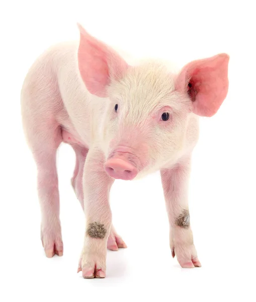白色背景上孤立的小粉红猪 — 图库照片