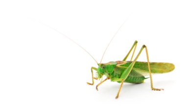 Beyaz arka planda yeşil çekirge izole edilmiş. 