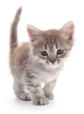 Beyaz arka planda izole edilmiş küçük gri kedi yavrusu.