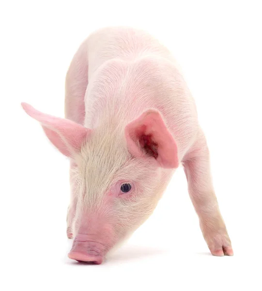 Pequeño Cerdo Rosa Aislado Sobre Fondo Blanco — Foto de Stock