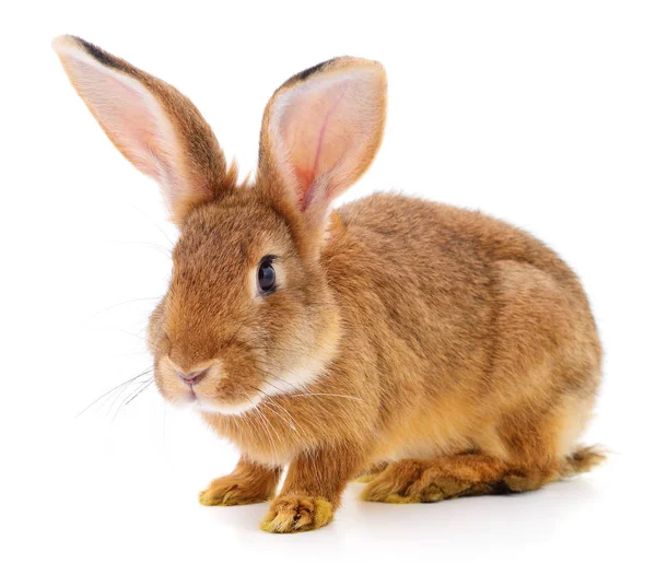 Pequeño Conejo Marrón Aislado Sobre Fondo Blanco — Foto de Stock