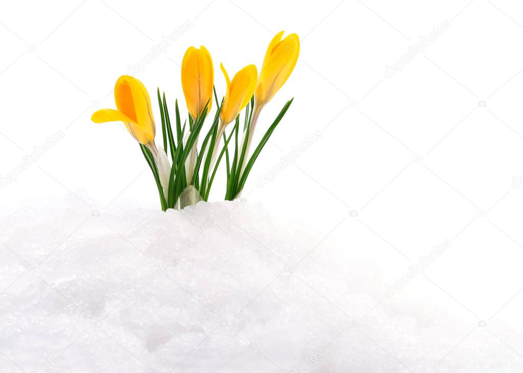 Crocus flowers coming out from real snow.