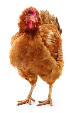 Genç kahverengi tavuk beyaz arka planda izole edildi.
