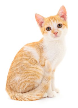 Beyaz arka planda izole edilmiş küçük kahverengi kedi yavrusu.