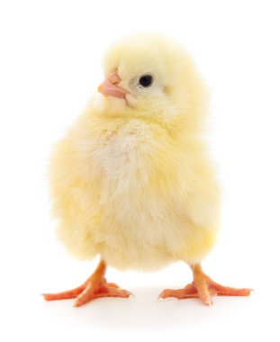 Beyaz arka planda izole edilmiş küçük sarı tavuk.