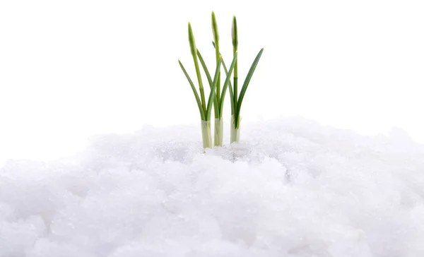 Schneeglöckchen Blume Aus Echtem Schnee — Stockfoto