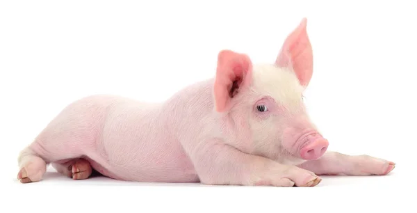 Small Pink Pig Isolated White Background — Stock Photo, Image