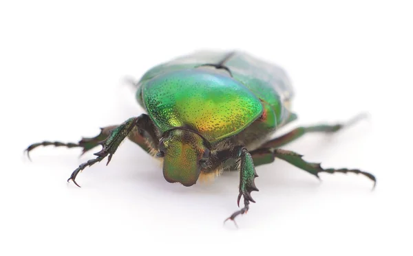 緑の甲虫 白地に隔離されたローズ シャファー セトニア オーラタ — ストック写真