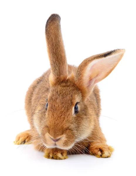Kleine Braune Kaninchen Isoliert Auf Weißem Hintergrund — Stockfoto