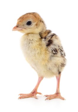Beyaz arka planda izole edilmiş şirin yeni doğmuş tavuk hindisi..