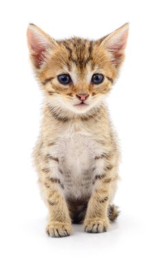 Küçük kahverengi yavru kedi.