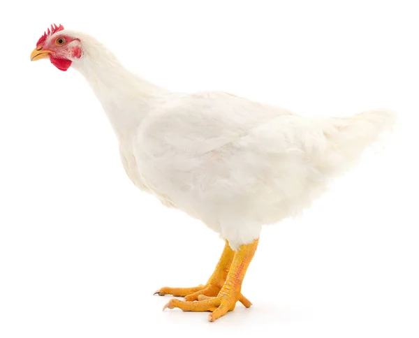 Jeune Poule Blanche Isolée Sur Fond Blanc — Photo