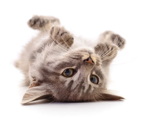 Malé Šedé Kotě Izolované Bílém Pozadí Stock Obrázky