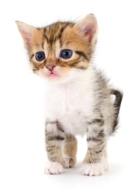 Beyaz arka planda izole edilmiş küçük kahverengi kedi yavrusu.