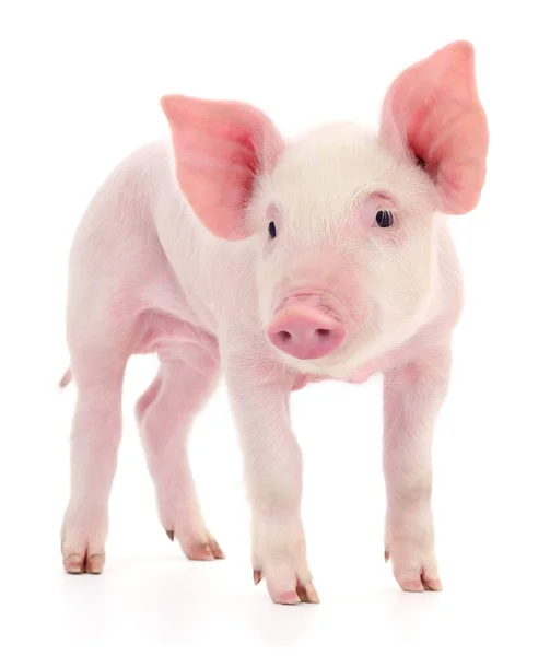 Beyaz arka plan üzerinde izole küçük pembe domuz